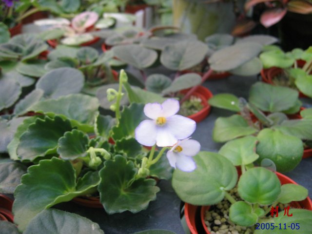 ��������������μ�