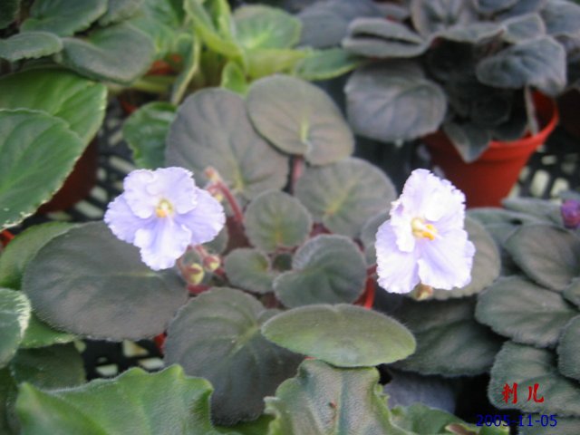 ��������������μ�