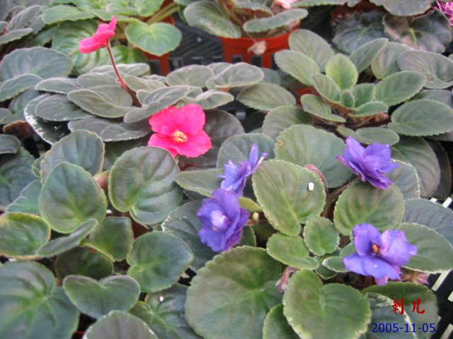 ��������������μ�