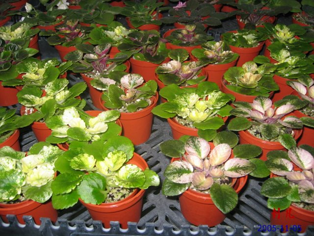 ��������������μ�