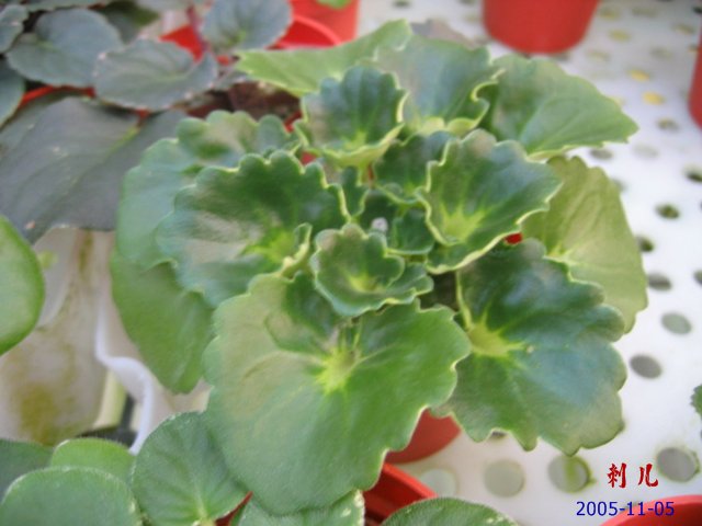 ��������������μ�