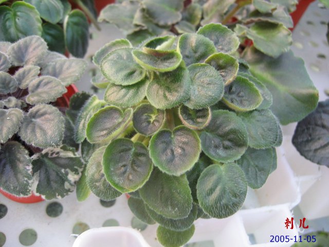 ��������������μ�