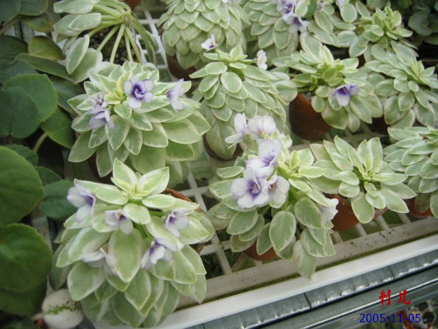 ��������������μ�