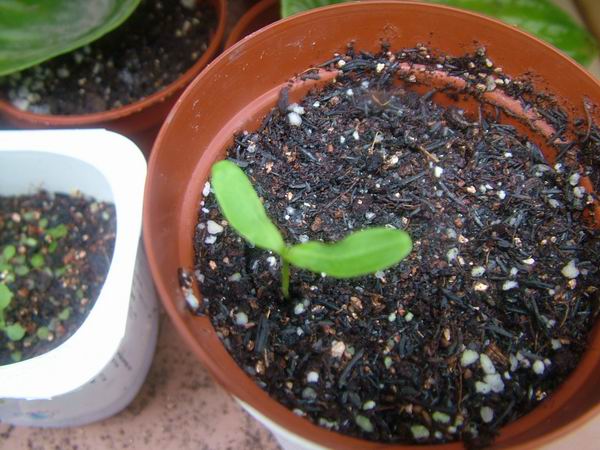 ��ѩ����ѿ�ˣ�