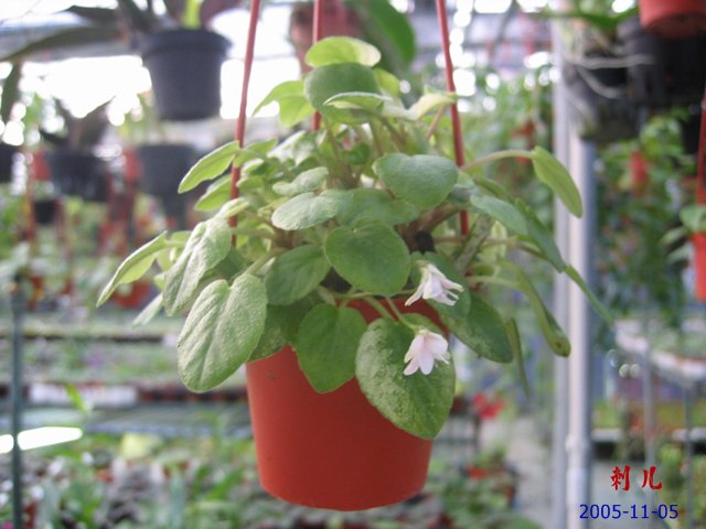 ��������������μ�