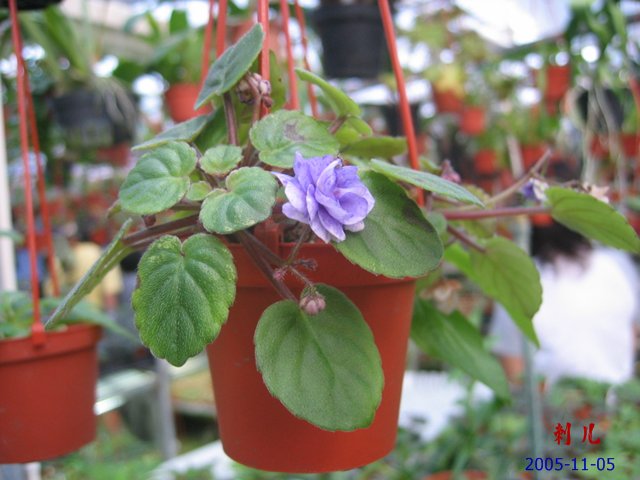 ��������������μ�