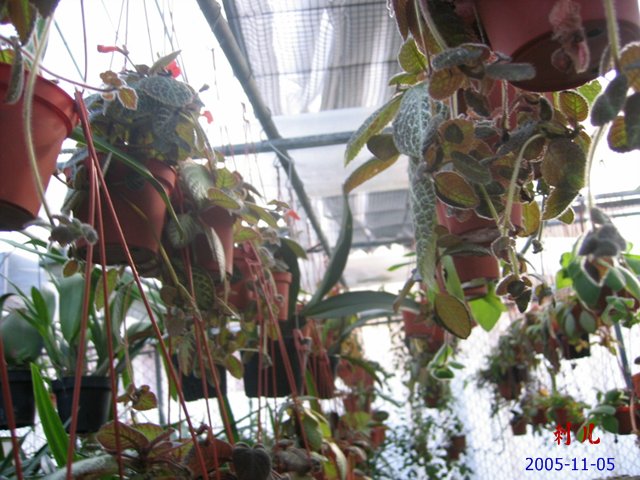 ��������������μ�