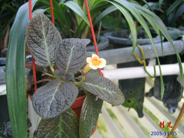 ��������������μ�