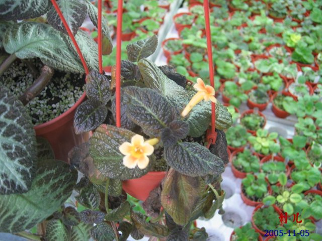 ��������������μ�