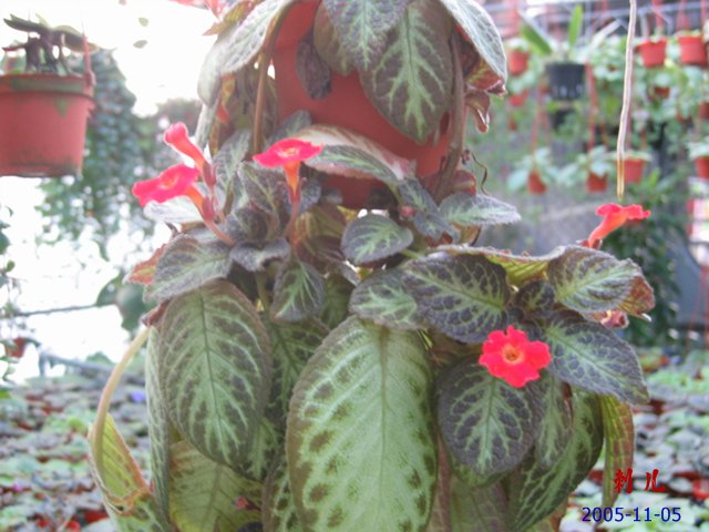 ��������������μ�