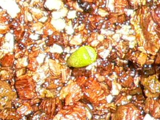 [��ͼ]�ճ�����ʯ����д����Ƭ��������11��4�գ���