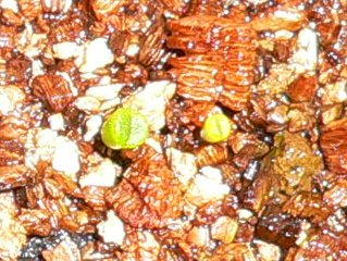 [��ͼ]�ճ�����ʯ����д����Ƭ��������11��4�գ���