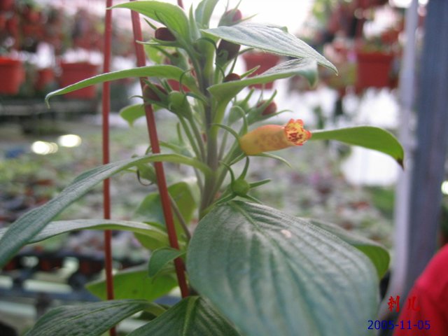 ��������������μ�