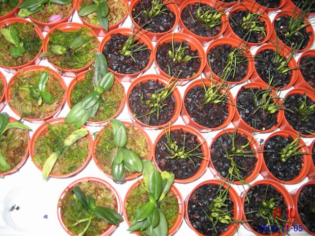 ��������������μ�