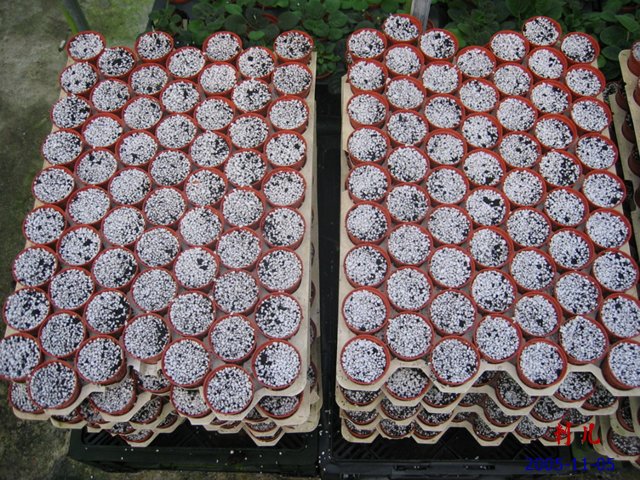 ��������������μ�