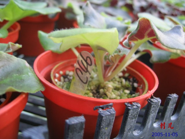 ��������������μ�