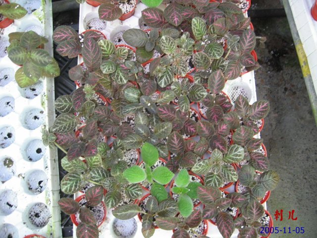 ��������������μ�