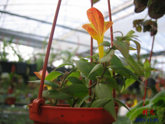 ��������������μ�