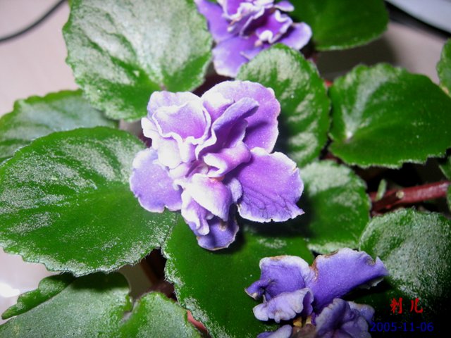 ��������������μ�