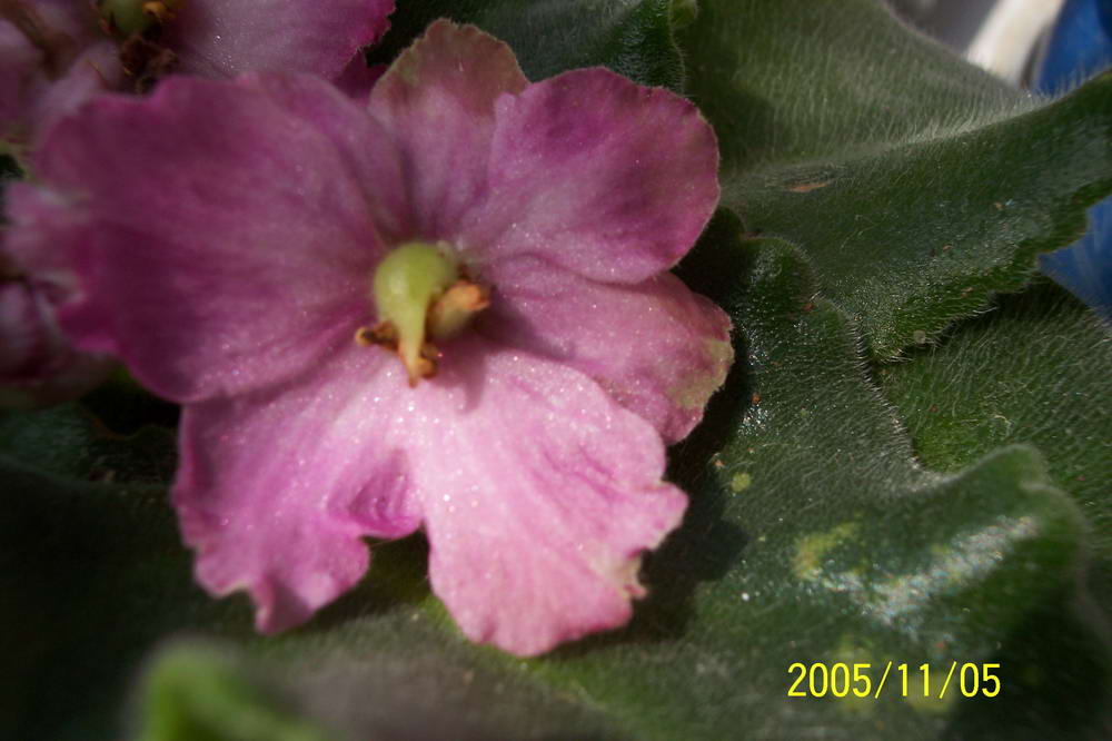 ���� ��ֲ��----����������