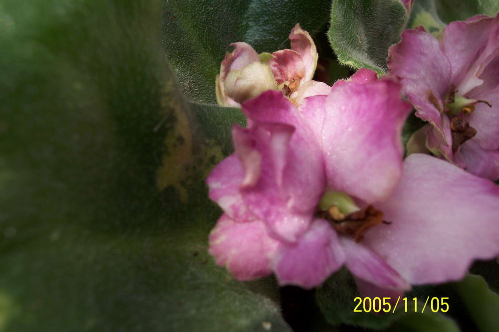 ���� ��ֲ��----����������