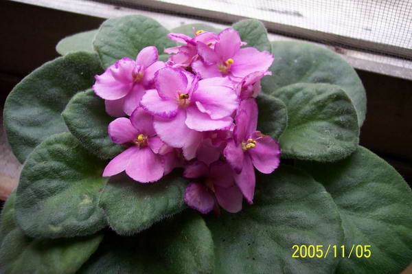 ���� ��ֲ��----����������