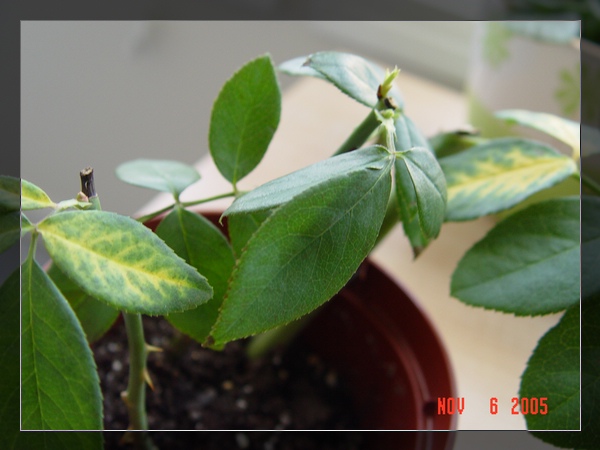 Ǥ����¼�����ɹ���!��PP