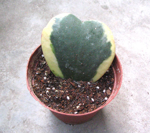 11.05���м��������ǣ�P3��4��pp��