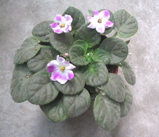 11.05���м��������ǣ�P3��4��pp��