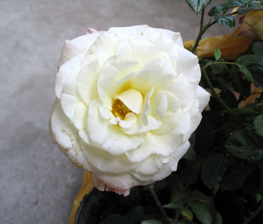 11.05���м��������ǣ�P3��4��pp��