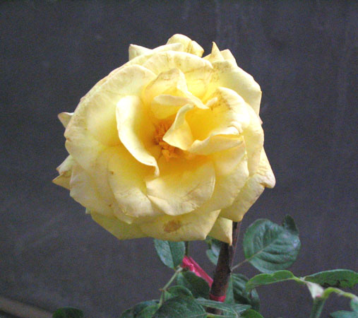 11.05���м��������ǣ�P3��4��pp��