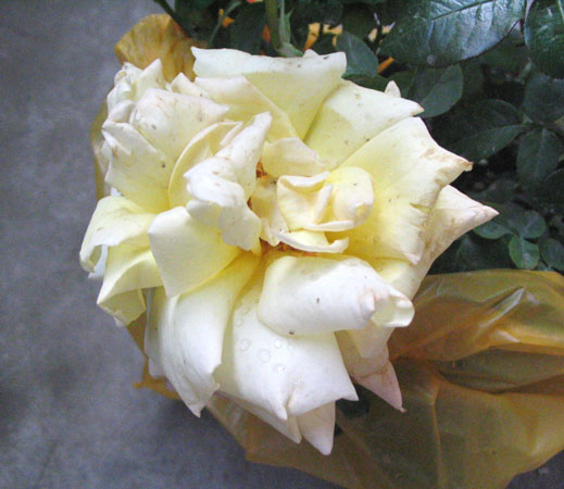 11.05���м��������ǣ�P3��4��pp��