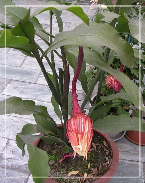 꼻������ٴο���