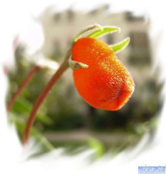 ������˵������Сë¿����