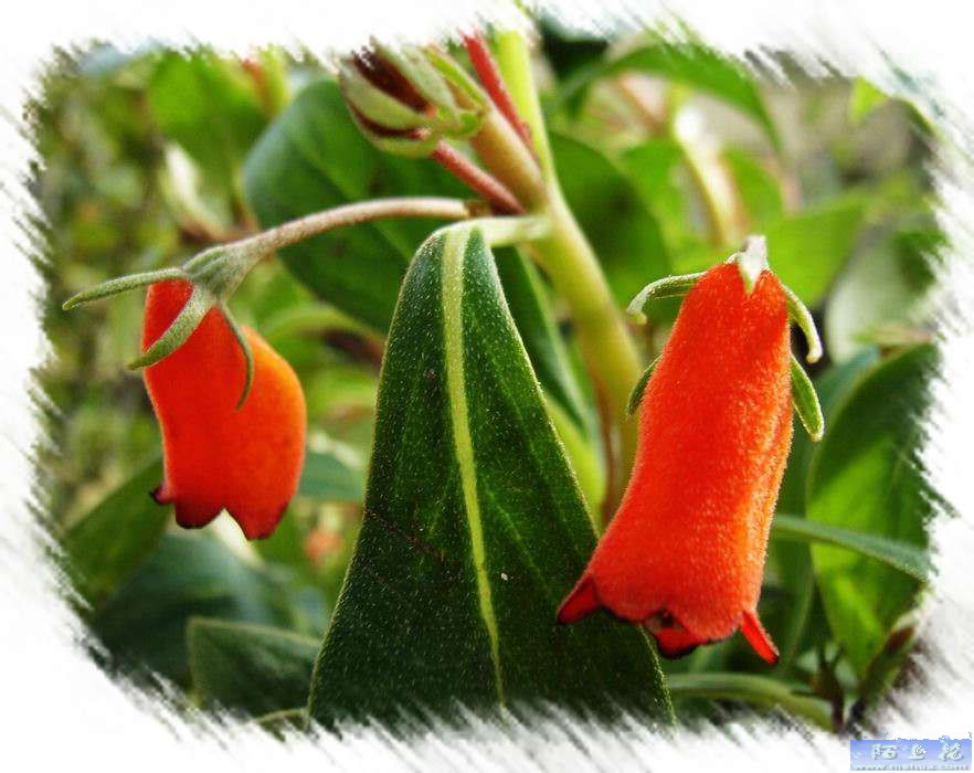 ������˵������Сë¿����