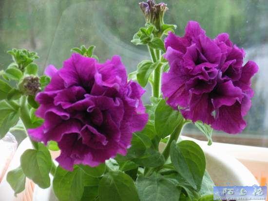 �Ҹ����������ֳ��˵��ĸ���ɫ��