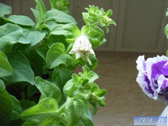 �Ҹ����������ֳ��˵��ĸ���ɫ��