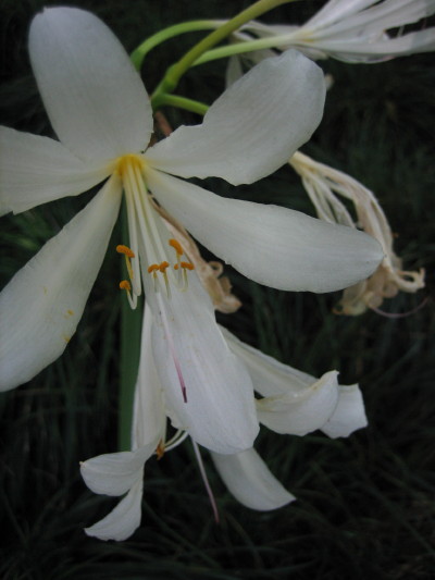 ���ݵĻ����õ�ʲôӪ����