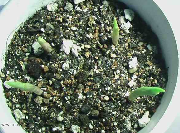 �Ź�������ȫ������