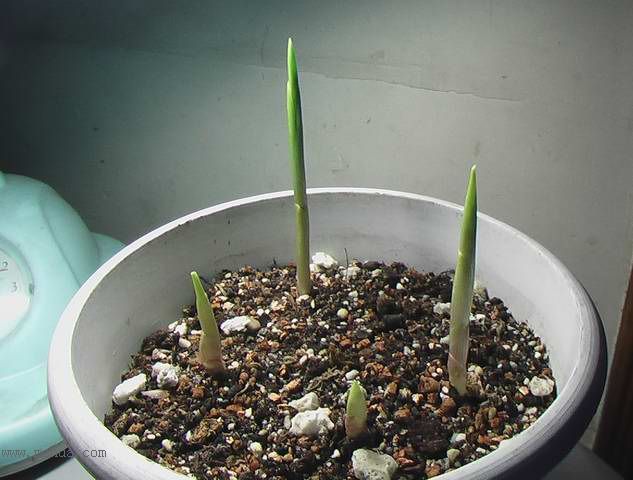 �Ź�������ȫ������