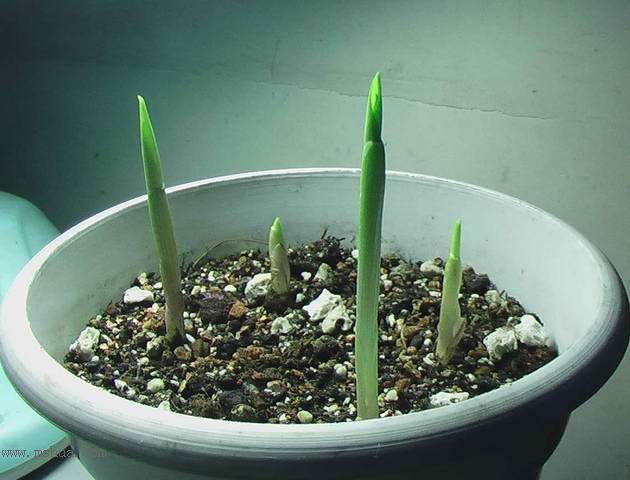 �Ź�������ȫ������