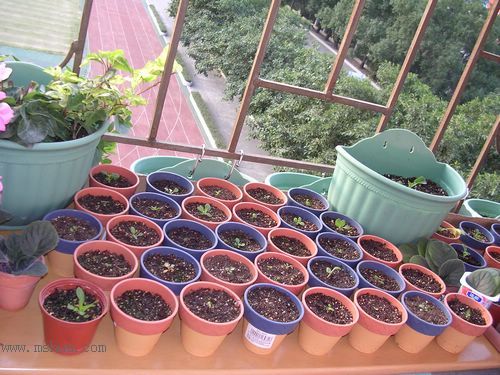 ��hoho���������ﲥ������P7������ƴ�ţ�����ˣ���