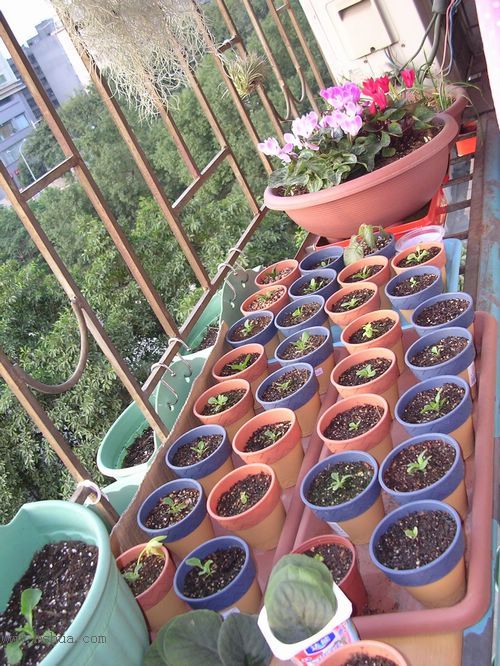 ��hoho���������ﲥ������P7������ƴ�ţ�����ˣ���