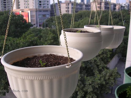 ��hoho���������ﲥ������P7������ƴ�ţ�����ˣ���