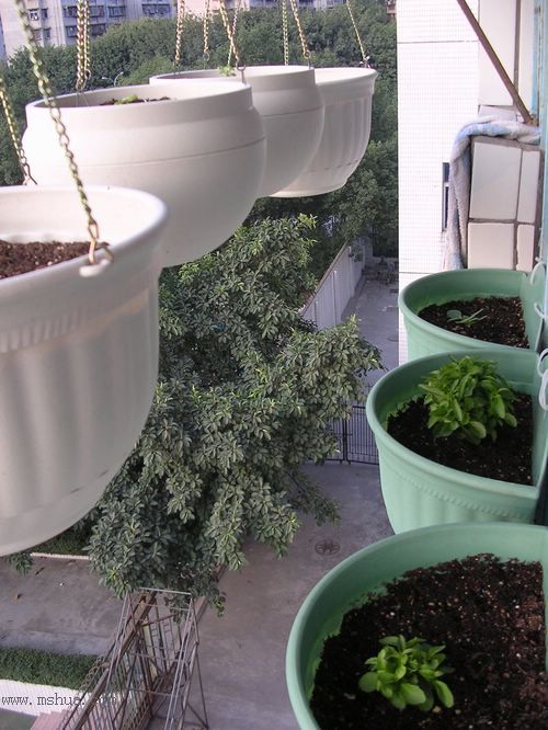 ��hoho���������ﲥ������P7������ƴ�ţ�����ˣ���