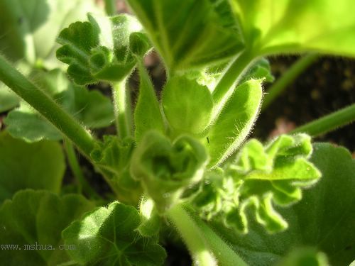 ��hoho���������ﲥ������P7������ƴ�ţ�����ˣ���