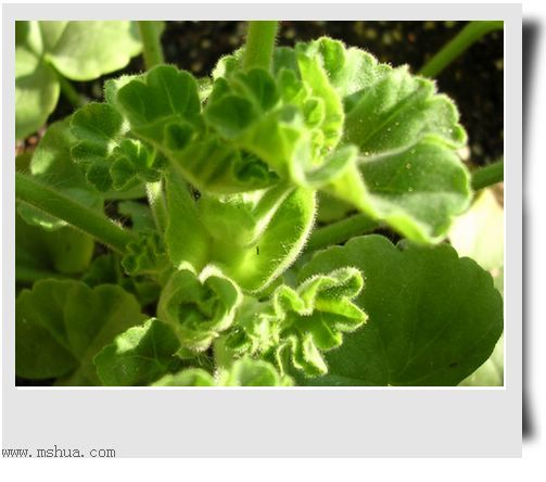 ��hoho���������ﲥ������P7������ƴ�ţ�����ˣ���