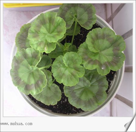 ��hoho���������ﲥ������P7������ƴ�ţ�����ˣ���