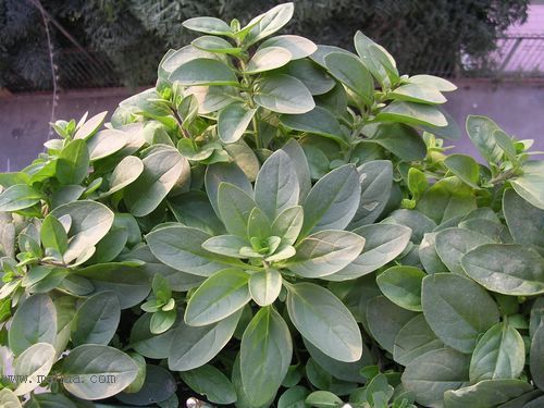 ��hoho���������ﲥ������P7������ƴ�ţ�����ˣ���