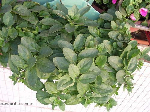 ��hoho���������ﲥ������P7������ƴ�ţ�����ˣ���